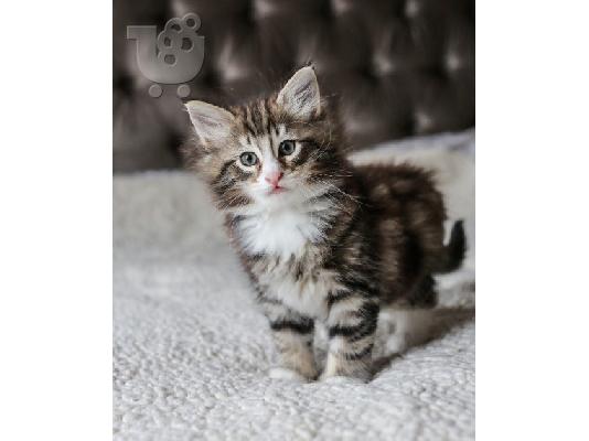 Norwegian Forest X  Kittens